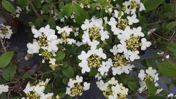Viburnum plicatum 'Flocos de neve de verão', flor branca