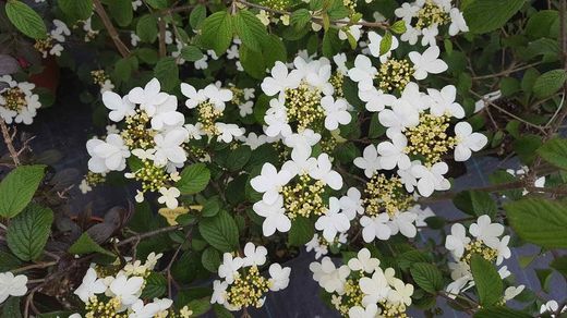 Viburnum plicatum 'Flocos de neve de verão', flor branca