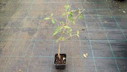 Viburnum plicatum 'Flocos de neve de verão', flor branca