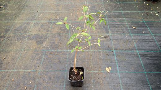 Viburnum plicatum 'Flocos de neve de verão', flor branca