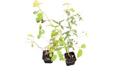 Viburnum plicatum 'Flocos de neve de verão', flor branca