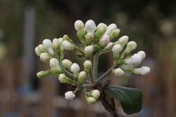Viburnum pragense