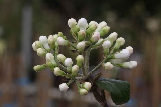 Viburnum pragense