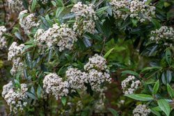 Viburnum pragense
