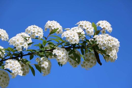 Viburnum tinus, durillo