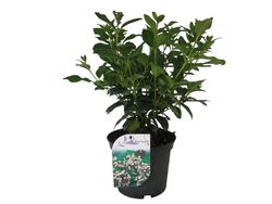 Viburnum tinus, durillo