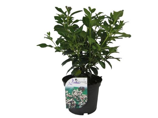 Viburnum tinus, durillo