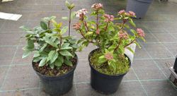 Viburnum tinus, durillo