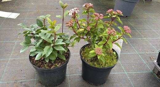 Viburnum tinus, durillo