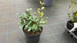 Viburnum tinus, durillo
