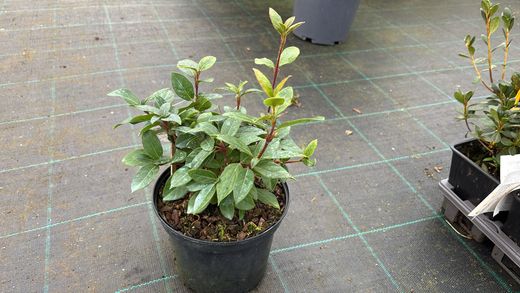Viburnum tinus, durillo