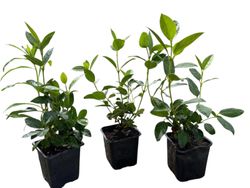 Viburnum tinus, durillo