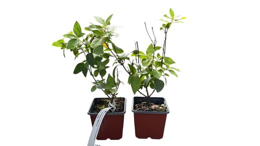 Viburnum tinus, durillo