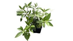 Viburnum tinus, durillo