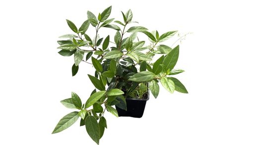 Viburnum tinus, durillo