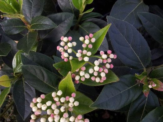 Viburnum tinus "Eve price"