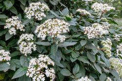Viburnum tinus "Eve price"