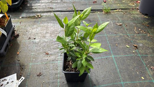 Viburnum tinus "Eve price"