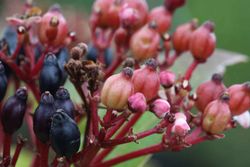 Viburnum tinus "Gwenllian", flor blanco-rosa