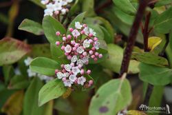 Viburnum tinus "Gwenllian", flor blanco-rosa