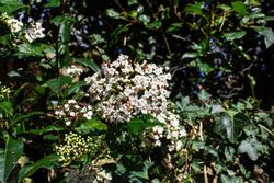 Viburnum tinus "Gwenllian", flor blanco-rosa