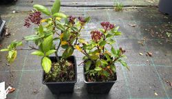 Viburnum tinus "Gwenllian", flor blanco-rosa