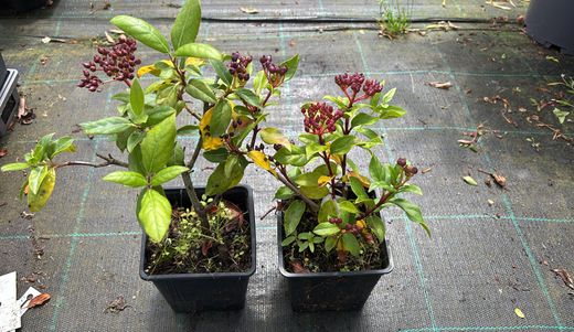 Viburnum tinus "Gwenllian", flor blanco-rosa