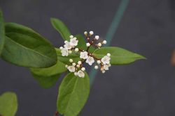 Viburnum tinus "Purpureum", viburnum roxo