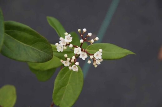 Viburnum tinus "Purpureum", viburnum roxo