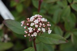 Viburnum tinus "Purpureum", viburnum roxo
