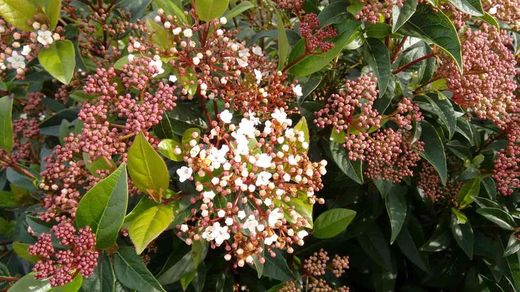 Viburnum tinus "Quimper"