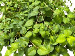Vinca major "Maculata"