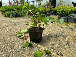 Vinca major "Maculata"