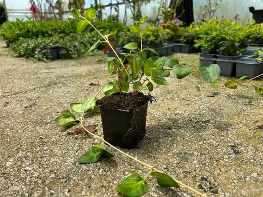 Vinca major "Maculata"