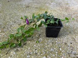 Vinca minor "Atropurpurea"