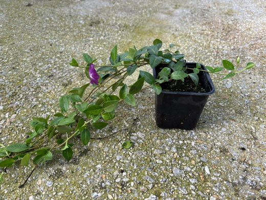 Vinca minor "Atropurpurea"