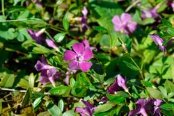 Vinca minor "Atropurpurea"