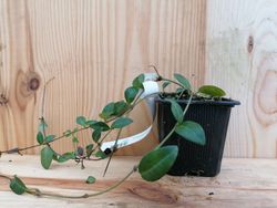 Vinca minor, grama virgem