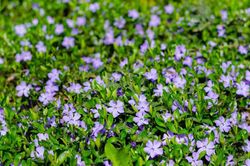 Vinca minor, grama virgem
