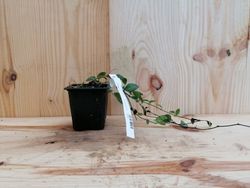 Vinca minor, grama virgem