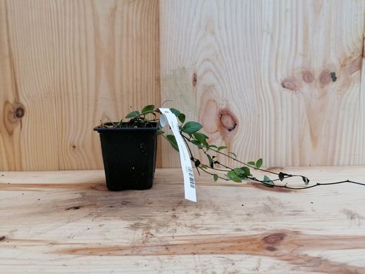 Vinca minor, grama virgem