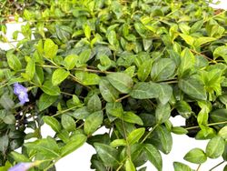 Vinca minor "La grave"