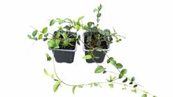 Vinca minor "White power"