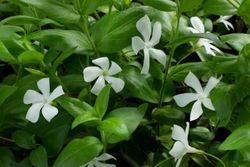 Vinca minor "White power"
