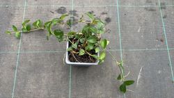 Vinca minor "White power"