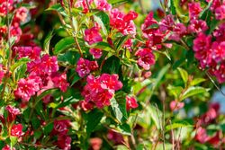 Weigela Bristol ruby, Veigela