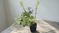 Weigela florida "Minuet"