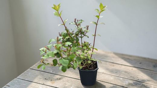 Weigela florida "Minuet"