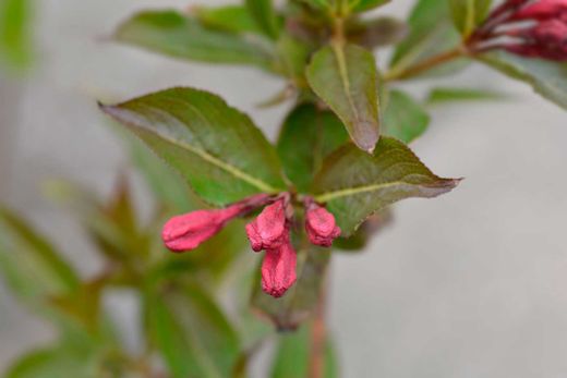 Weigela florida "Minuet"