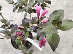 Weigela florida "Nana purpurea"
